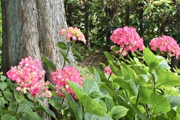 紫陽花、アジサイ、ダンスパーティ、6月、梅雨、雨模様、曇り空、植物園、花