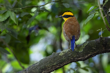 Nature wildlife image of Borneo banded pitta (Hydrornis schwaneri) It is found only in Borneo