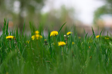 Green glade with dandelions. Side view