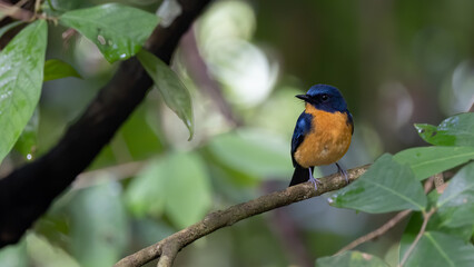 Nature wildlife image of Hill blue bird deep jungle forest in Sabah, Borneo