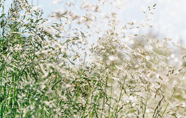 Abstract summer bokeh background. Grass in dew drops at dawn, sunshine. Selective focus, blurred photo