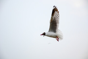 seagull in flight