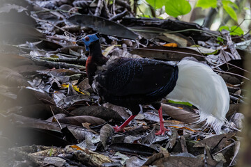 Nature wildlife of Bulwer's Pheasant rare endemic big bird of Sabah Borneo island.