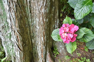 紫陽花、アジサイ、ダンスパーティ、6月、梅雨、雨模様、曇り空、植物園、花