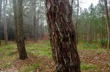 Obraz premium bosque nublado de Mar de las Pampas X