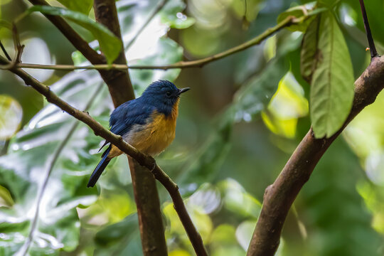 Nature wildlife image of Hill blue bird deep jungle forest in Sabah, Borneo