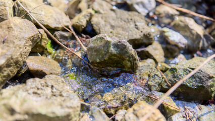 Wasser fliesst im Wald an den Steinen vorbei