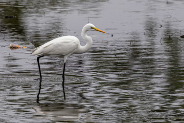 Nature wildlife image of cattle egret standing on lake