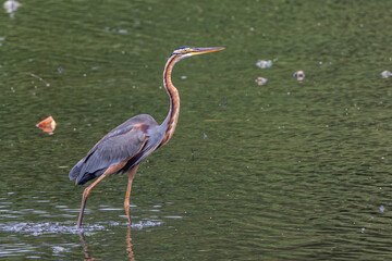 Obraz premium Nature wildlife image of Purple Heron standing on lake