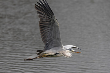 Nature wildlife image of grey heron bird in flight