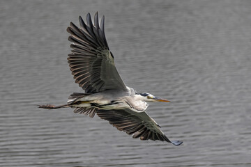 Nature wildlife image of grey heron bird in flight