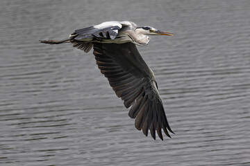 Nature wildlife image of grey heron bird in flight