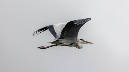 Nature wildlife image of grey heron bird in flight