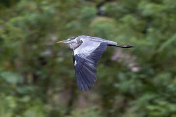 Nature wildlife image of grey heron bird in flight