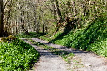 Waldweg zum Enspannung