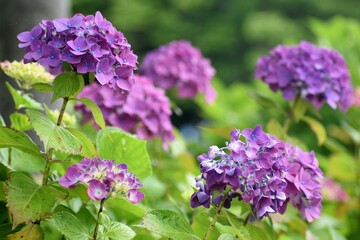 紫陽花、アジサイ、ダンスパーティ、6月、梅雨、雨模様、曇り空、植物園、花