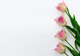 Horizontal layout. Pink tulips on a white background. Postcard with text space