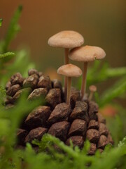 mushrooms