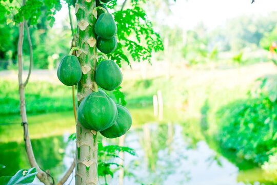 Papaya tree of Solo variety bearing unripe fruits which contain high levels of antioxidants which may help for heart disease, diabetes, cancer, digestion and weight loss. Selective focus. Copy space.