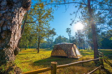 Camping tent in the pine forest in the morning.