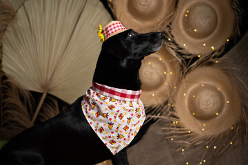 cachorro fantasiado para festa junina caipira