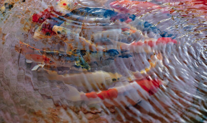 Bunch of popular expensive colored Koi fish AKA Nishikigoi Carp varieties under rippling clear...