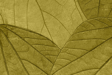 Texture of dry green autumn organic leaves background, macro. Structure of olive natural leaf with...