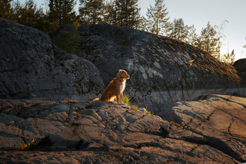 dog on the stone seashore on sunset. Nova Scotia duck tolling retriever in a unique landscape