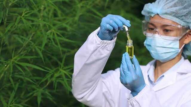 Hand holding bottle of Cannabis oil against Marijuana plant, CBD hemp oil, Hemp oil extract in glass bottles, medical marijuana concept.
