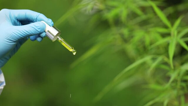 Hemp oil drops details,  herb, medicine, drip, bio-medicine and ecologycbd oil from medical extraction