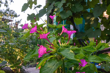 Mirabilis jalapa or flower with water drops after night rain.