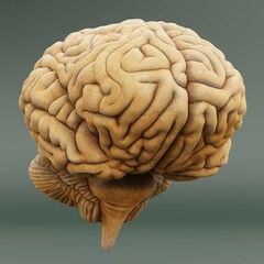 Realistic 3D Render of Human Brain