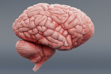 Realistic 3D Render of Human Brain