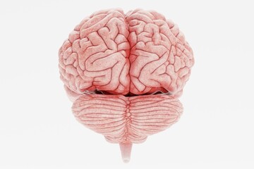 Realistic 3D Render of Human Brain