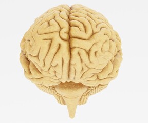 Realistic 3D Render of Human Brain