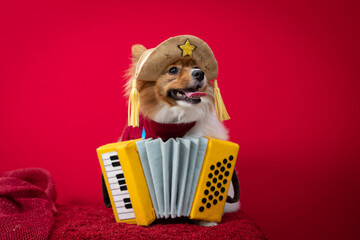 cachorro fantasiado para festa junina caipira