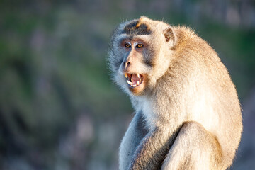 Surprised funny monkey with opened mouth. Bali