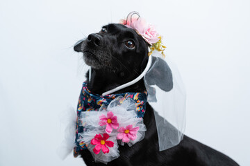 cachorro fantasiado para festa junina caipira