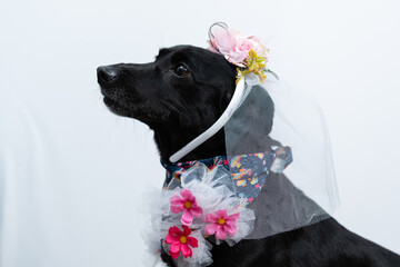 cachorro fantasiado para festa junina caipira