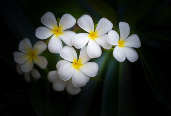 Pictures of white blooming flowers, beautiful natural growth patterns.