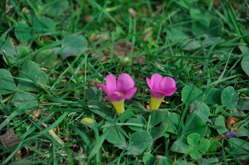 Oxalis purpurea on a lawn in Porto