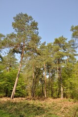 The Communal forest of Saint-Pierre-Les-Elbeuf