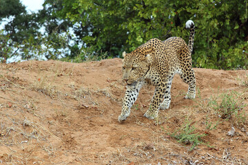 Leopard / Leopard / Panthera pardus.