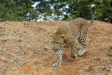 Leopard / Leopard / Panthera pardus.