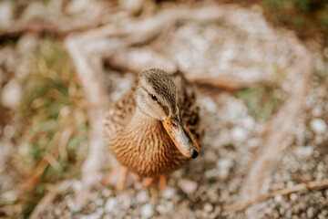 duck at a sohr with fallen leaves in fall