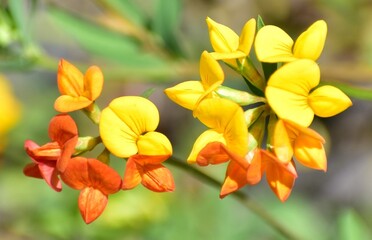 Flowering plant