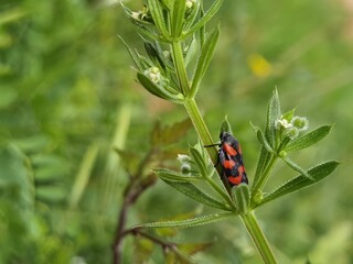 ladybug on a green leaf