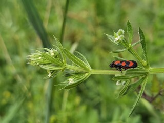 ladybird on a green leaf