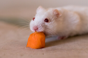 hamster eating seeds