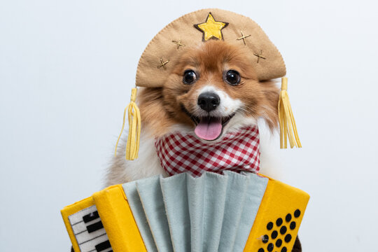 spitz fantasiado de caipira junino